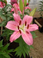 [4307 Crater GA No02.JPG]